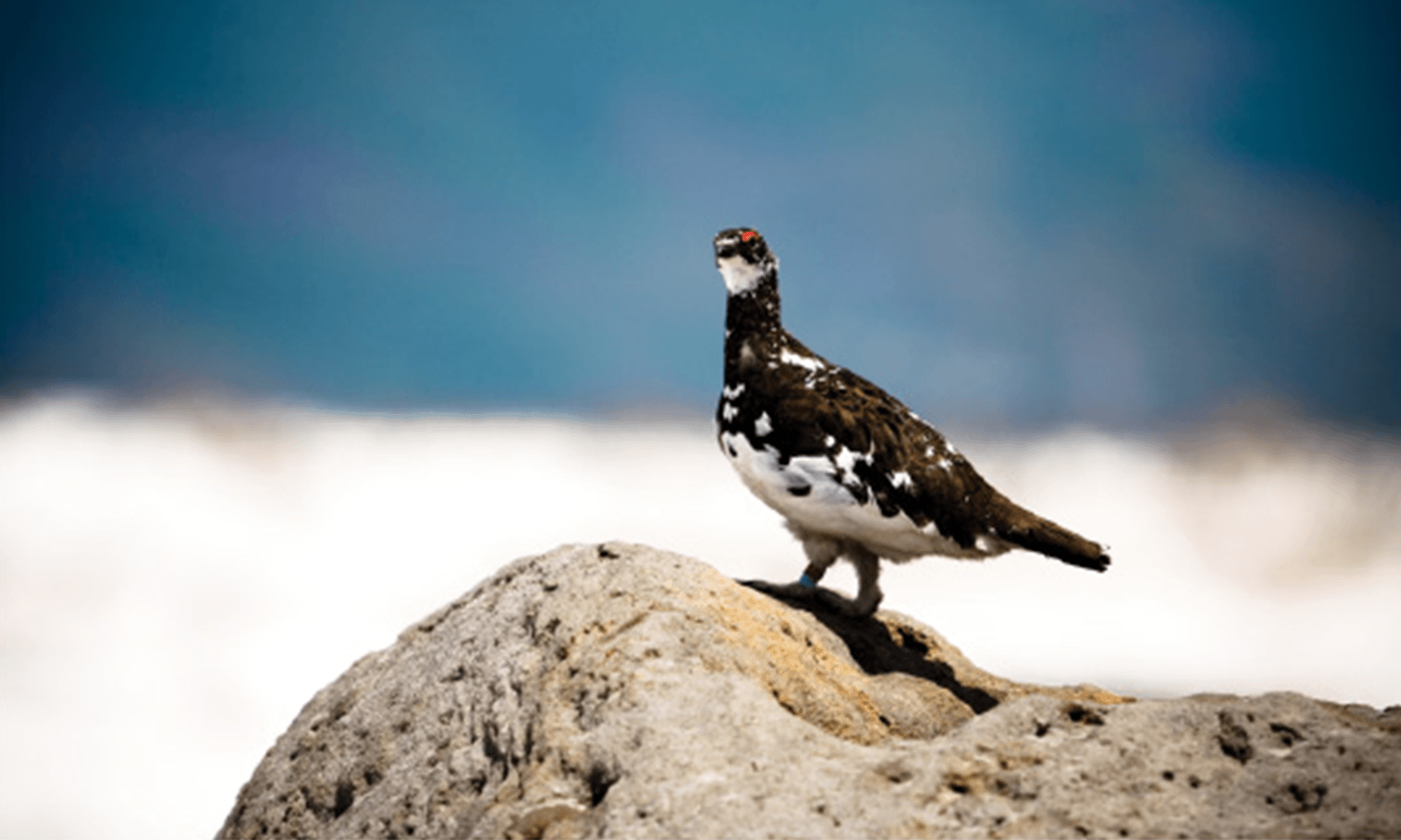 険しき岩峰と多種多彩な生物